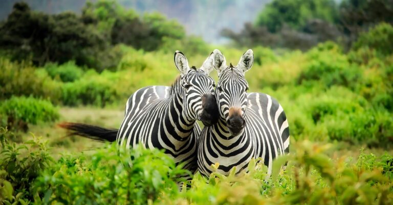 best Wildlife Courses In Kenya